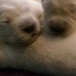 Golden Retrievers from Whiskey Creek