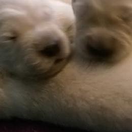 Golden Retrievers from Whiskey Creek