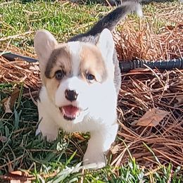 Zucchini - Black and tan male Pembroke Welsh Corgi puppy in Ellensburg, Washington from Faery Mount Farm