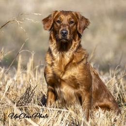 Millie - Golden Retriever
