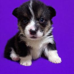 Purple collar - Black and tan female Pembroke Welsh Corgi puppy in Poulsbo, Washington from Central Valley kennel