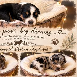 Puppy1 - Blue merle male Australian Shepherd puppy in Statesville, North Carolina from Charming Australian Shepherds