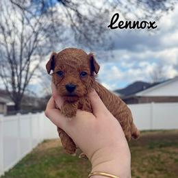 Lennox - Red  male Poodle puppy in Morehead, Kentucky from Paw Perfect Pets