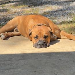 KAI - Brown male Boerboel puppy in Shawnee, Oklahoma from TXT Boerboels