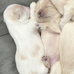 Miniature Schnauzers and Shih Tzus from Sun Rise Kennel