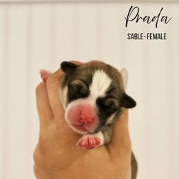 Prada - Sable Pembroke Welsh Corgi puppy in Stockton, Utah from BW Corgis
