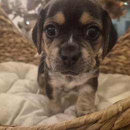 Loretta - Black tan and white female Beagle puppy in Salina, Kansas from Peace Love frenchies