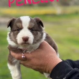 Penelope - Red female Border Collie puppy in Sanger, California from Flying M Cactus Ranch Buddies