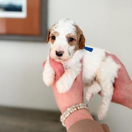 Topaz - Parti male Goldendoodle puppy in Billings, Montana from Montana Raised Doodles