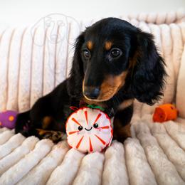 Ike - Black and tan male Dachshund puppy in Temecula, California from Naomi Magee's Dachshund Kennel