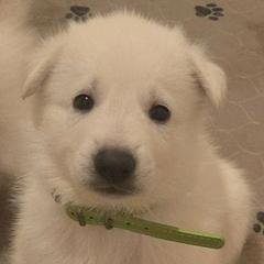 Boy 1 - White male German Shepherd puppy in Tonopah, Nevada from Mercy's White Shepherds