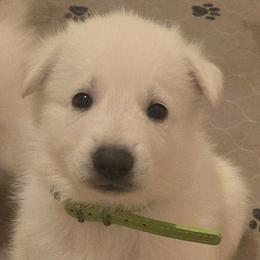 Boy 1 - White male German Shepherd puppy in Tonopah, Nevada from Mercy's White Shepherds
