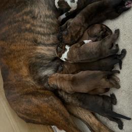 Girl 5 - Fawn female Boxer puppy in Medical Lake, Washington from Box and Bully Estates: Boxers and Old English Bulldogs