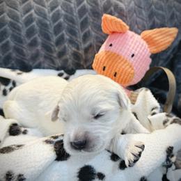Purple - Light golden female Golden Retriever puppy in Clovis, California from Puppy Love, Hall's Goldens