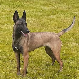 Nikita - Belgian Malinois