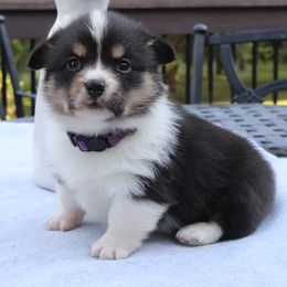 Tiffany - Black and tan female Pembroke Welsh Corgi puppy in Fair Grove, Missouri from Cross D Ranch Corgis