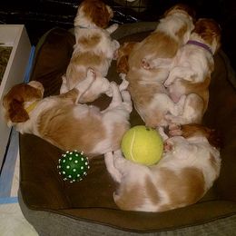 Brittany Puppies from Tommie Dahl