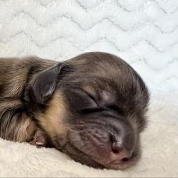 Sophia - Cream female Dachshund puppy in Woodburn, Oregon from Primo Dachshunds