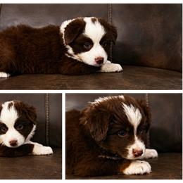 Miniature Australian Shepherd puppies from J&R Aussies/Shih Tzu