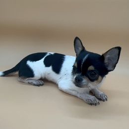Pebbles - Black and white male Chihuahua puppy in Smyrna, Georgia from GeorgiasChihuahuas