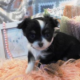 Chihuahua Puppies from Fine Whines & Lickers