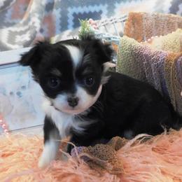 Chihuahua Puppies from Fine Whines & Lickers