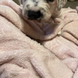 Dalmatian Puppies from Clarks 101 Dalmatians