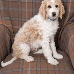Sky - Parti male Goldendoodle puppy in Idaho Falls, Idaho from High Quality Goldendoodles