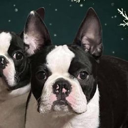 Pete - Boston Terrier