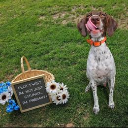 Sky - German Shorthaired Pointer