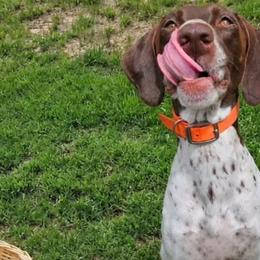 Sky - German Shorthaired Pointer