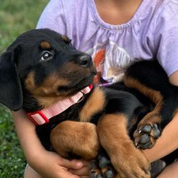 Rottweiler Puppies from G.M. Rottweilers "OHIO"