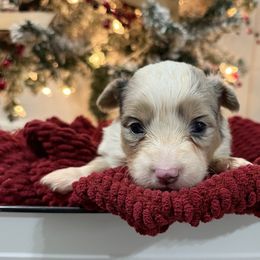 Alice-Full Fluffy - Blue merle and white female American Corgi puppy in Paradise, Texas from Bar S Corgis