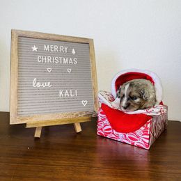 Miniature Australian Shepherd Puppies from 5 Star Mini Aussies