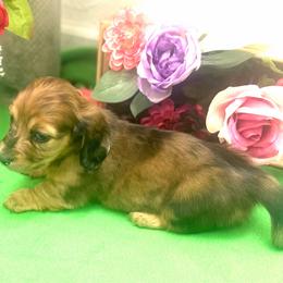 Tequila Mojito - Dapple male Dachshund puppy in Elko, Nevada from Willow Creek Acres Dachshunds