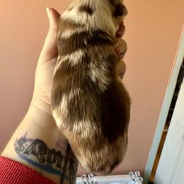 Copper - Red merle male Miniature Australian Shepherd puppy in Gatesville, Texas from Southern Promise Aussie’s