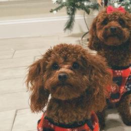 Poodles from PRETTY IN RED POODLES