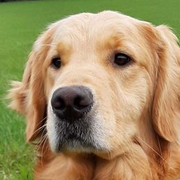 Rava - Golden Retriever
