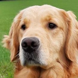 Rava - Golden Retriever