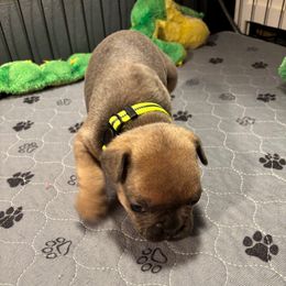 Nicholas - Fawn French Bulldog puppy in Neenah, Wisconsin from Mimosa Acres French Bulldogs LLC