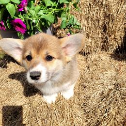 Leda - Red female Pembroke Welsh Corgi puppy in Gulf Breeze, Florida from Cajun Creek's