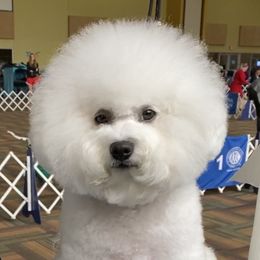 Lexie - Bichon Frise