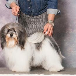 Blade - Havanese