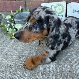 Stone - Dapple male Dachshund puppy in Keota, Oklahoma from Skyview Doxie Ranch