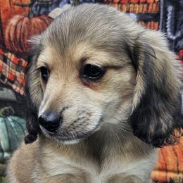 Emma (2500) - Cream female Dachshund puppy in Ovett, Mississippi from Anytime Dachshunds by D.B.