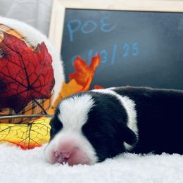 Poe - Black and white male Cardigan Welsh Corgi puppy in Crystal River, Florida from Coopers Korner