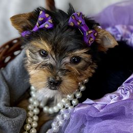 Yorkshire Terrier Puppies from Evermore Yorkies