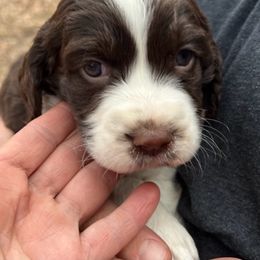 English Springer Spaniel Puppies from Klark English Springer Spaniels