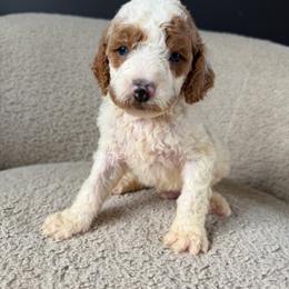 Chandler - Parti male Goldendoodle puppy in Lowville, New York from Adirondack Goldendoodles