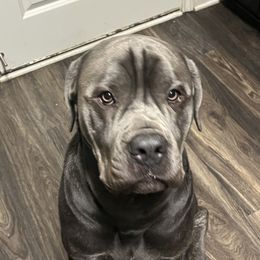 Zoro - Cane Corso